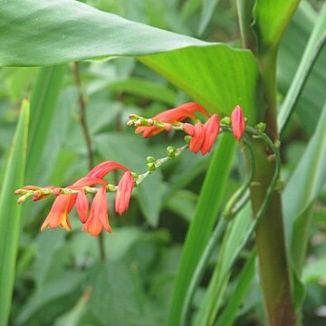 Crocosmia pottsii unspecified picture