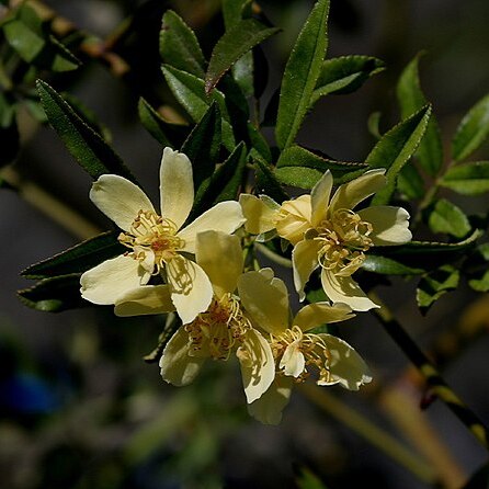 Rosa banksiae var. normalis unspecified picture