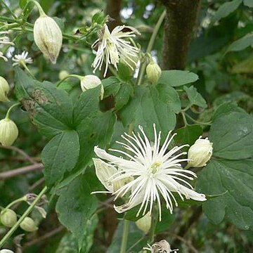 Clematis parviloba unspecified picture