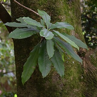 Magnolia hookeri unspecified picture