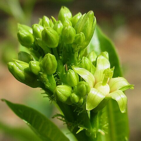 Jatropha variifolia unspecified picture