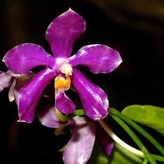 Phalaenopsis pulchra unspecified picture