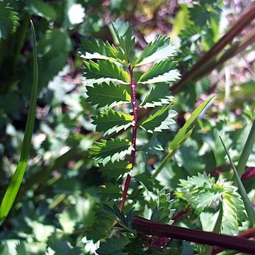 Sanguisorba verrucosa unspecified picture