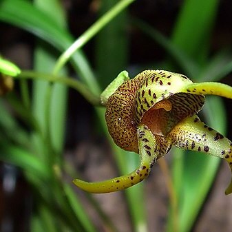 Masdevallia dynastes unspecified picture