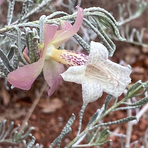 Eremophila mirabilis unspecified picture