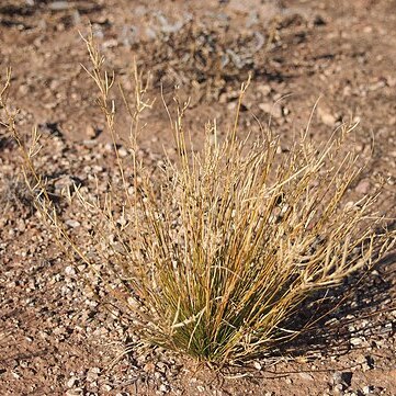 Eragrostis falcata unspecified picture