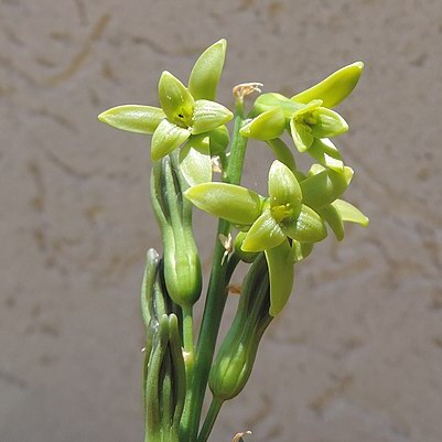 Dipcadi longifolium unspecified picture