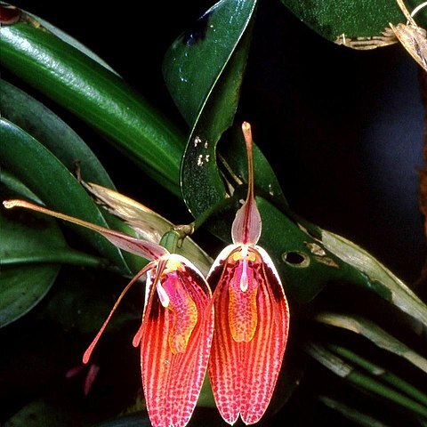 Restrepia sanguinea unspecified picture