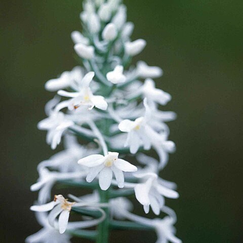 Platanthera nivea unspecified picture