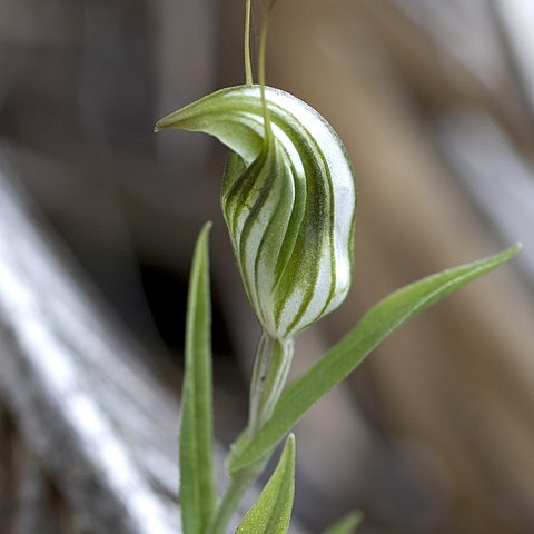 Pterostylis scabra unspecified picture