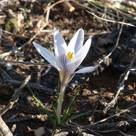 Crocus nevadensis unspecified picture