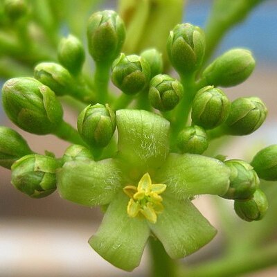 Jatropha scaposa unspecified picture