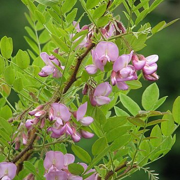 Robinia hispida var. fertilis unspecified picture