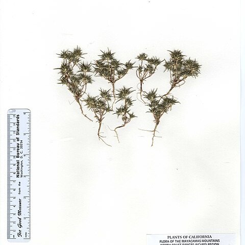 Navarretia subuligera unspecified picture