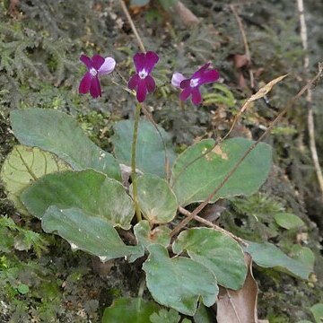 Oreocharis auricula unspecified picture