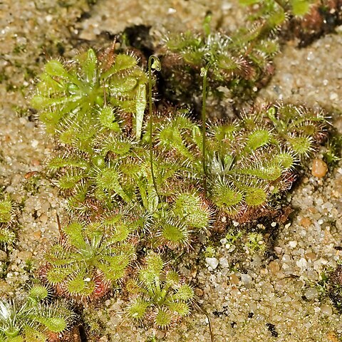 Drosera kansaiensis unspecified picture