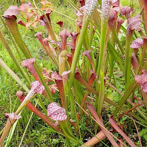 Sarracenia x excellens unspecified picture