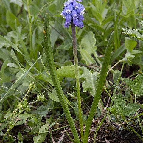 Pseudomuscari coeruleum unspecified picture