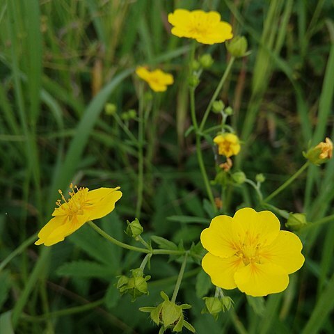 Potentilla chrysantha unspecified picture