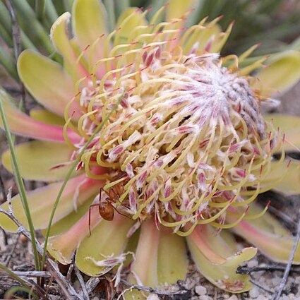 Protea revoluta unspecified picture