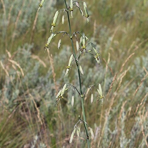 Silene chlorantha unspecified picture