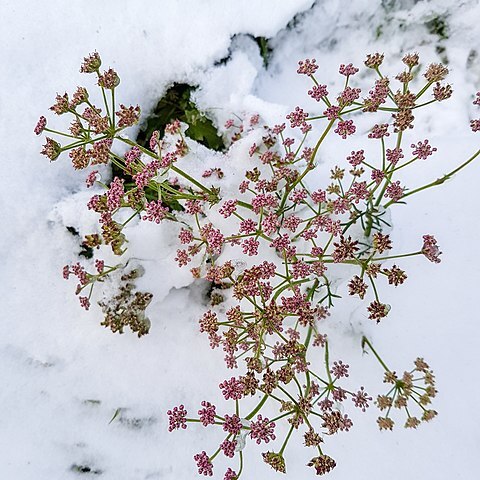 Pimpinella rhodantha unspecified picture