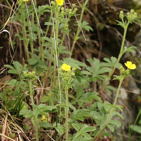 Potentilla chrysantha unspecified picture