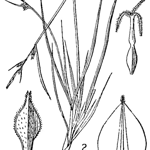 Carex novae-angliae unspecified picture