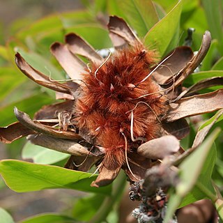 Protea madiensis unspecified picture