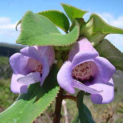 Paliavana tenuiflora unspecified picture