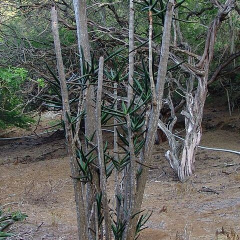 Aloidendron eminens unspecified picture