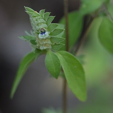 Rungia crenata unspecified picture