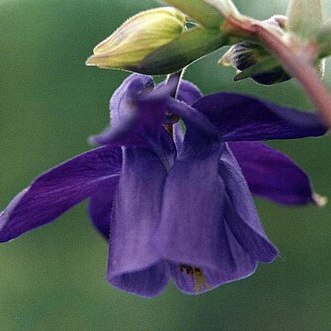 Aquilegia transsilvanica unspecified picture