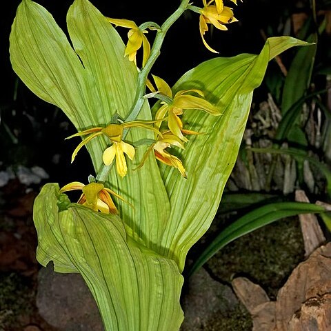 Calanthe hancockii unspecified picture