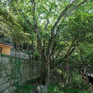 Carpinus putoensis unspecified picture