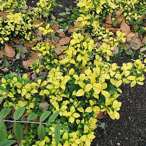 Euonymus vagans unspecified picture