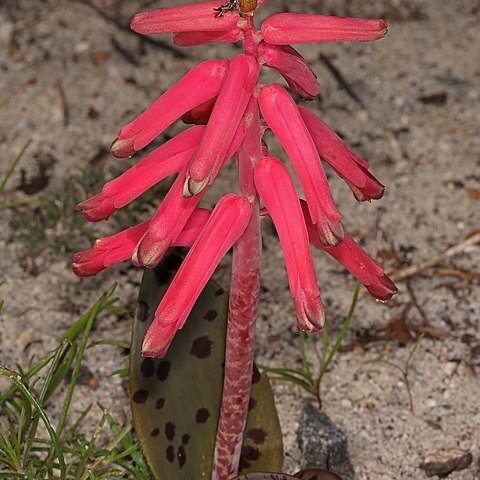 Lachenalia punctata unspecified picture