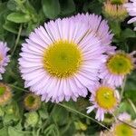 Erigeron glaucus flower picture by martine monier (cc-by-sa)