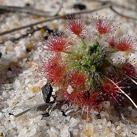 Drosera parvula unspecified picture