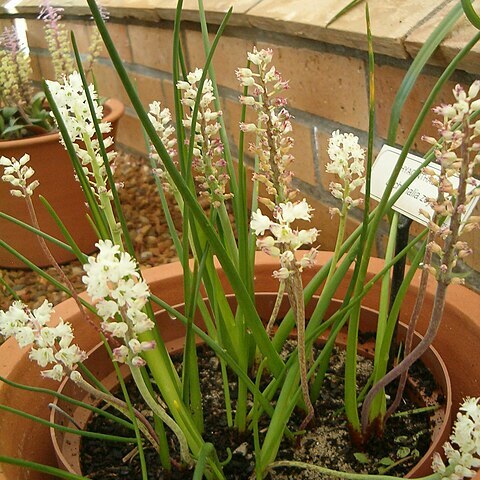 Lachenalia zeyheri unspecified picture