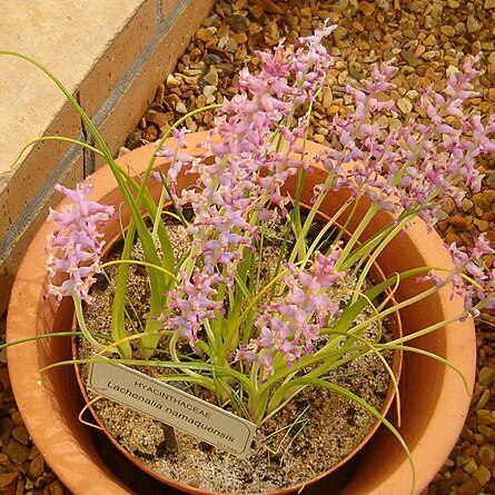 Lachenalia namaquensis unspecified picture