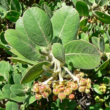 Arctostaphylos confertiflora unspecified picture