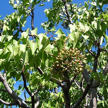 Polyscias sandwicensis unspecified picture