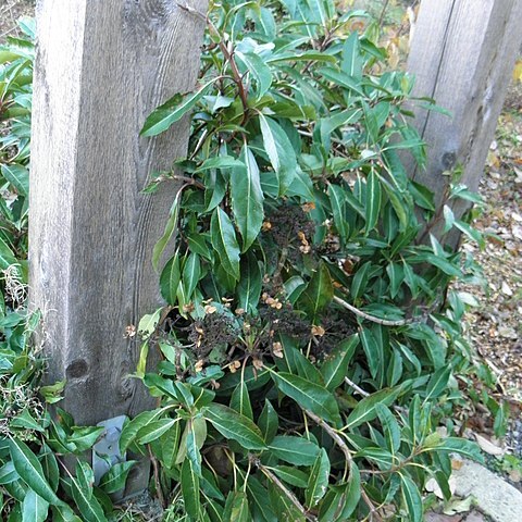 Hydrangea integrifolia unspecified picture