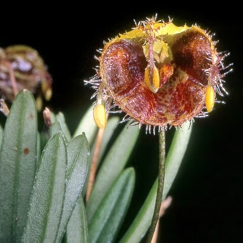 Diodonopsis erinacea unspecified picture