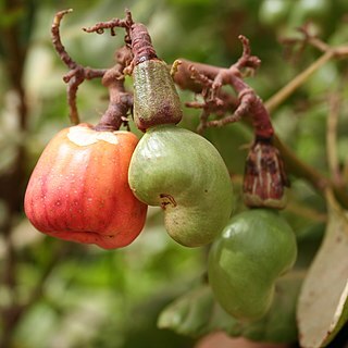 Anacardium unspecified picture