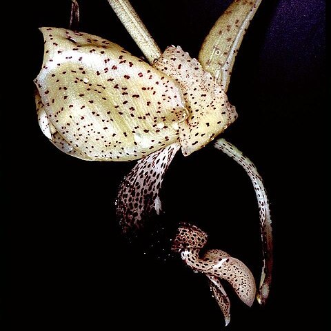 Stanhopea platyceras unspecified picture