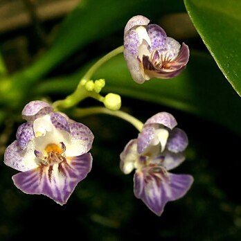 Phalaenopsis appendiculata unspecified picture