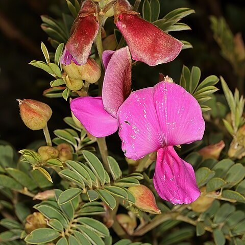 Tephrosia shiluwanensis unspecified picture