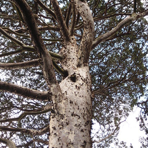 Cupressus guadalupensis unspecified picture